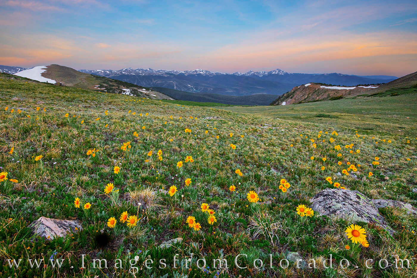 Sunflower Morning on Rollins Pass 703-1 | Prints | Images from Colorado